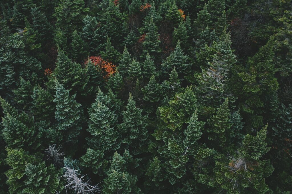 Evergreen industry